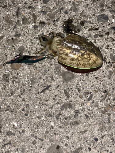 モンゴウイカの釣果