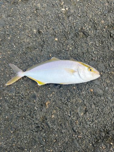 ショゴの釣果