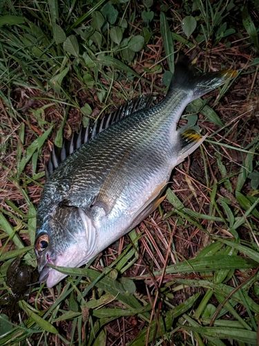 キビレの釣果