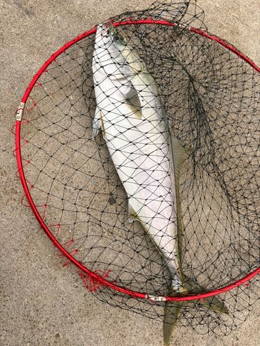 ワラサの釣果