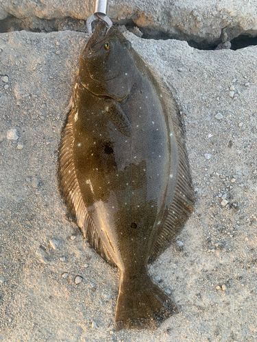 ヒラメの釣果