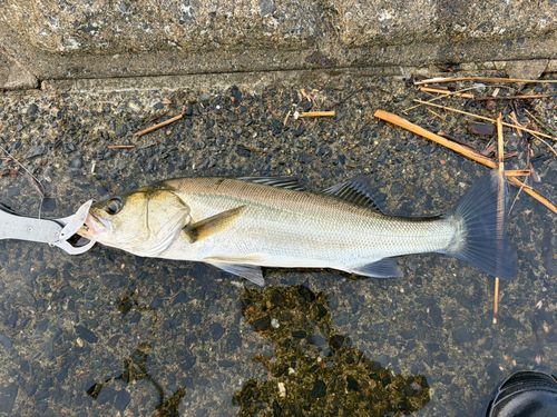 フッコ（マルスズキ）の釣果