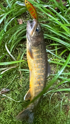 ヤマトイワナの釣果