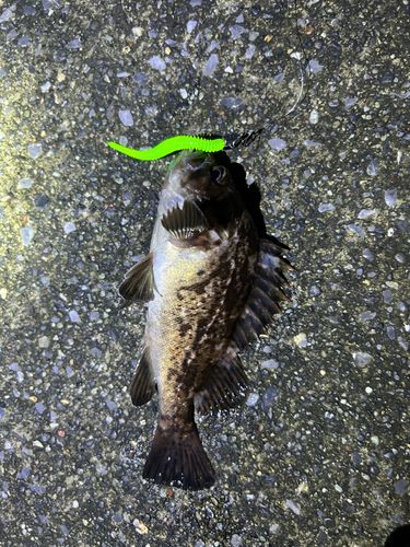 クロソイの釣果