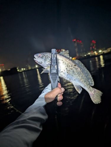 セイゴ（タイリクスズキ）の釣果