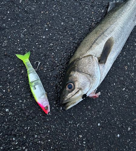 スズキの釣果