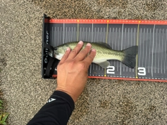 ラージマウスバスの釣果