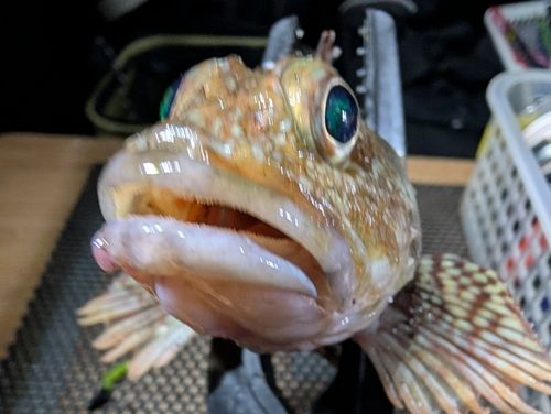 アラカブの釣果
