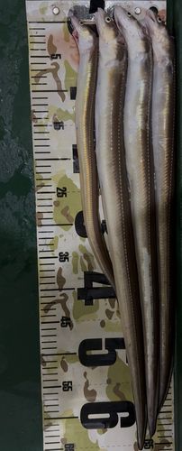 アナゴの釣果