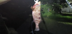 アコウの釣果