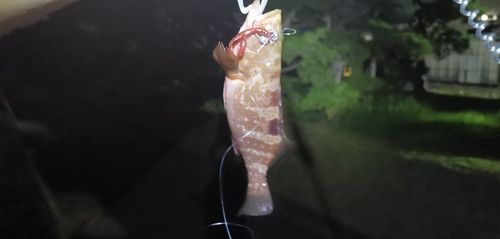 アコウの釣果