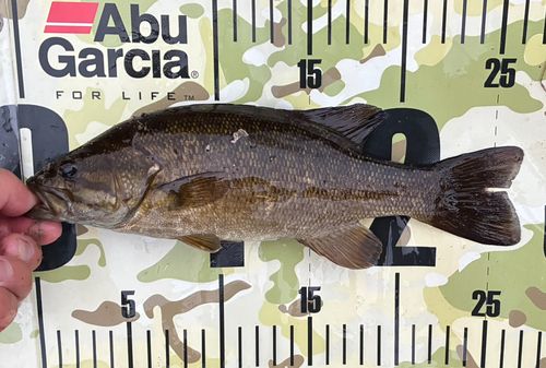 スモールマウスバスの釣果