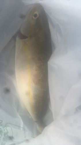 ショゴの釣果