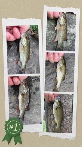 スモールマウスバスの釣果