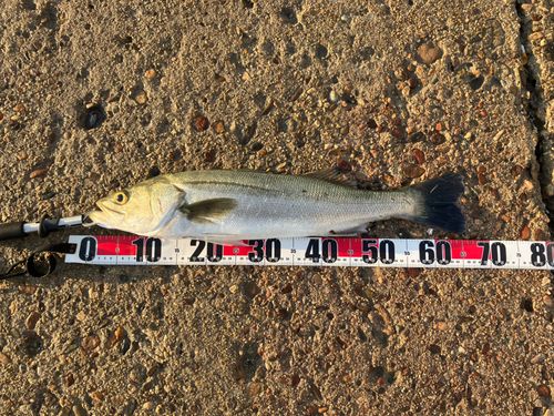 シーバスの釣果