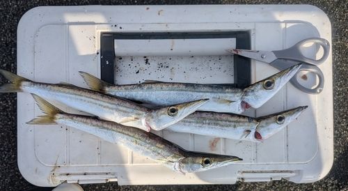 カマスの釣果