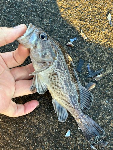 ソイの釣果