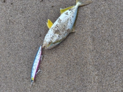 ショゴの釣果