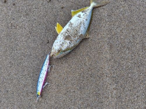 ショゴの釣果