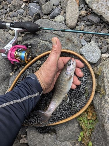 イワナの釣果