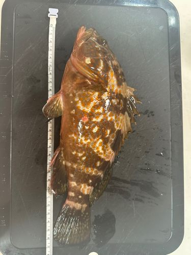 キジハタの釣果