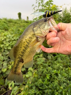 ラージマウスバスの釣果