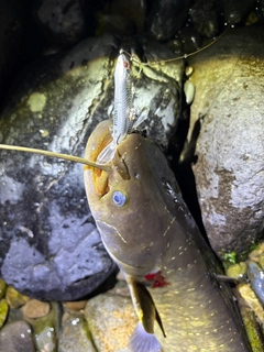ナマズの釣果