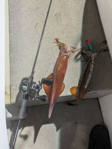 ケンサキイカの釣果