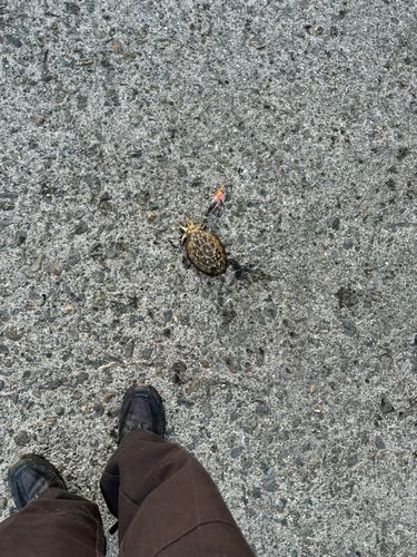 モンゴウイカの釣果