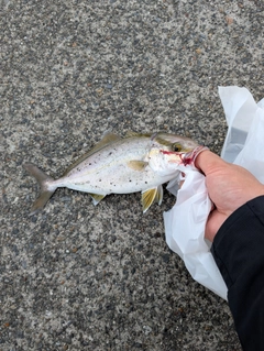 ショゴの釣果