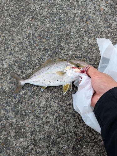 ショゴの釣果