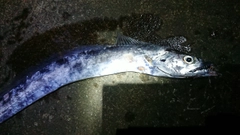 タチウオの釣果