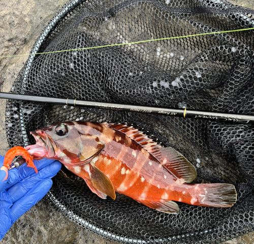 アカハタの釣果