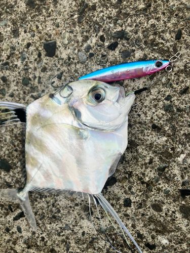 ヒラソウダの釣果