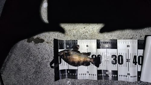 シロメバルの釣果