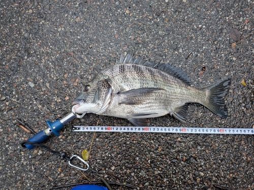 クロダイの釣果