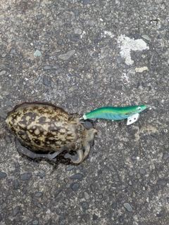 コウイカの釣果