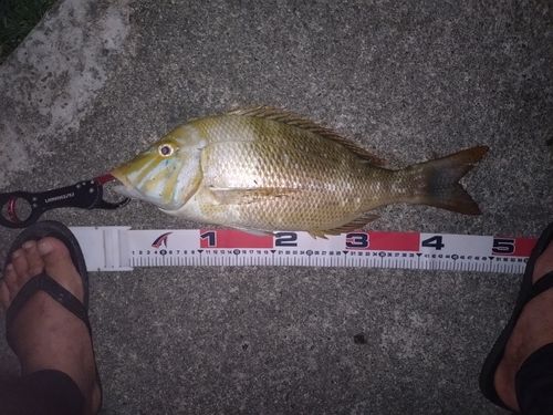 タマンの釣果