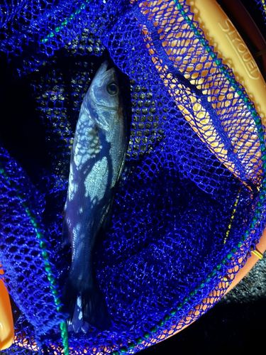 セイゴ（マルスズキ）の釣果