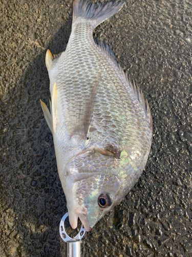 キビレの釣果