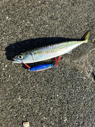 サバの釣果