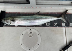 サワラの釣果