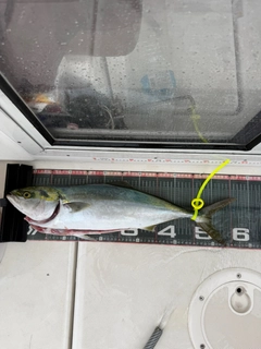 ワラサの釣果
