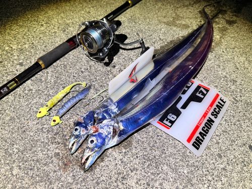 タチウオの釣果