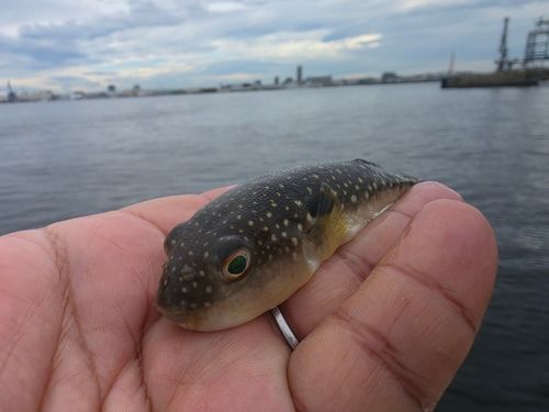 クサフグの釣果