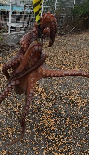 マダコの釣果