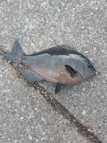 メジナの釣果