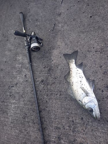 ヒラスズキの釣果
