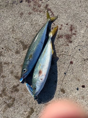 フクラギの釣果