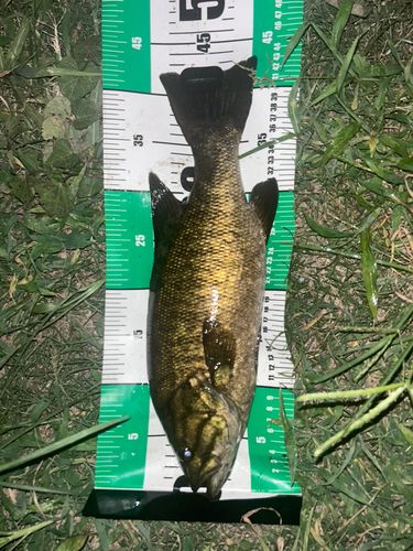 宇治川で釣れたスモールマウスバスの釣り・釣果情報 - アングラーズ